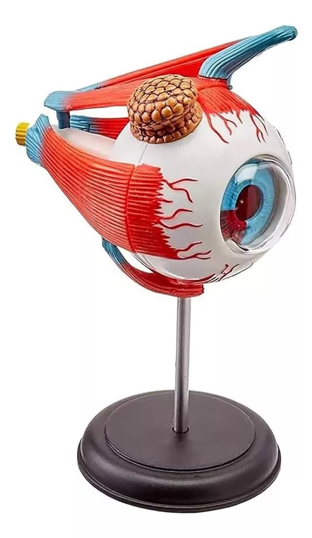 Ojo Humano Modelo De Globo Ocular Anatomía Del Ojo